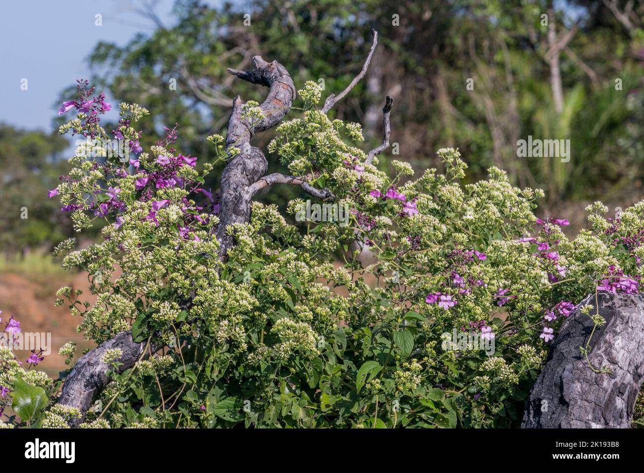 Wildblumen in der Savanne in der Nähe der Aguape Lodge im südlichen Pantanal, Mato Grosso do Sul, Brasilien. Stockfoto