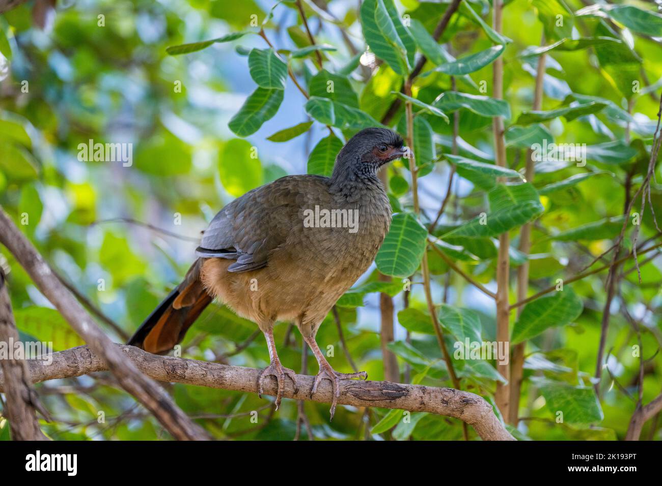 Ein Chaco Chachalaca (Ortalis canicollis) in einem Busch in der Nähe der Aguape Lodge im südlichen Pantanal, Mato Grosso do Sul, Brasilien. Stockfoto