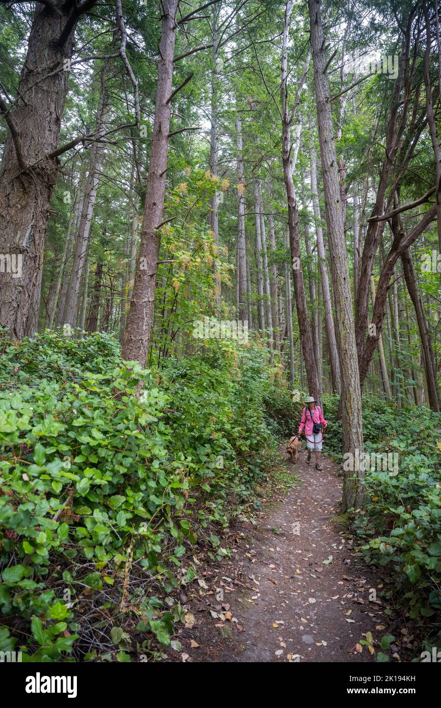 Eine Frau (Model veröffentlicht) läuft auf dem Loop Trail im Wald des Camano Island State Park auf Camano Island, Island County, Washington State, USA Stockfoto