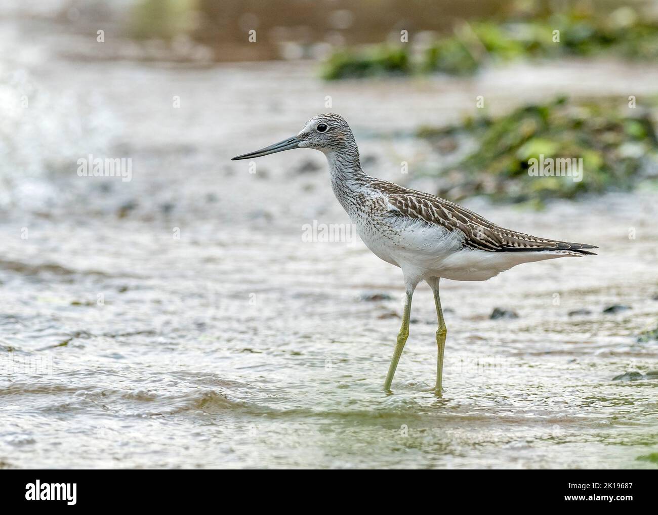 Gewöhnlicher Grünschenkel (Tringa nebularia) in typischem Brutgebiet. Stockfoto