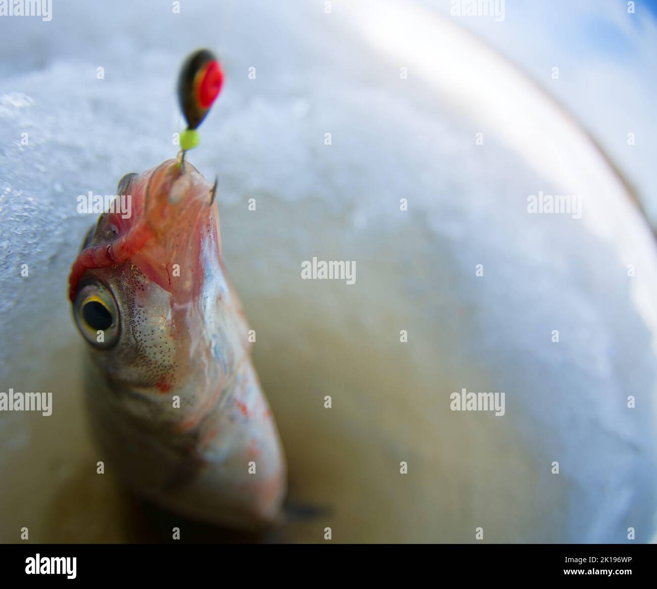 Eisangeln. Ein Bild von Rüsselfischen mit einem Loch und einem Scoot. Es wird eine Fischaugenlinse verwendet Stockfoto