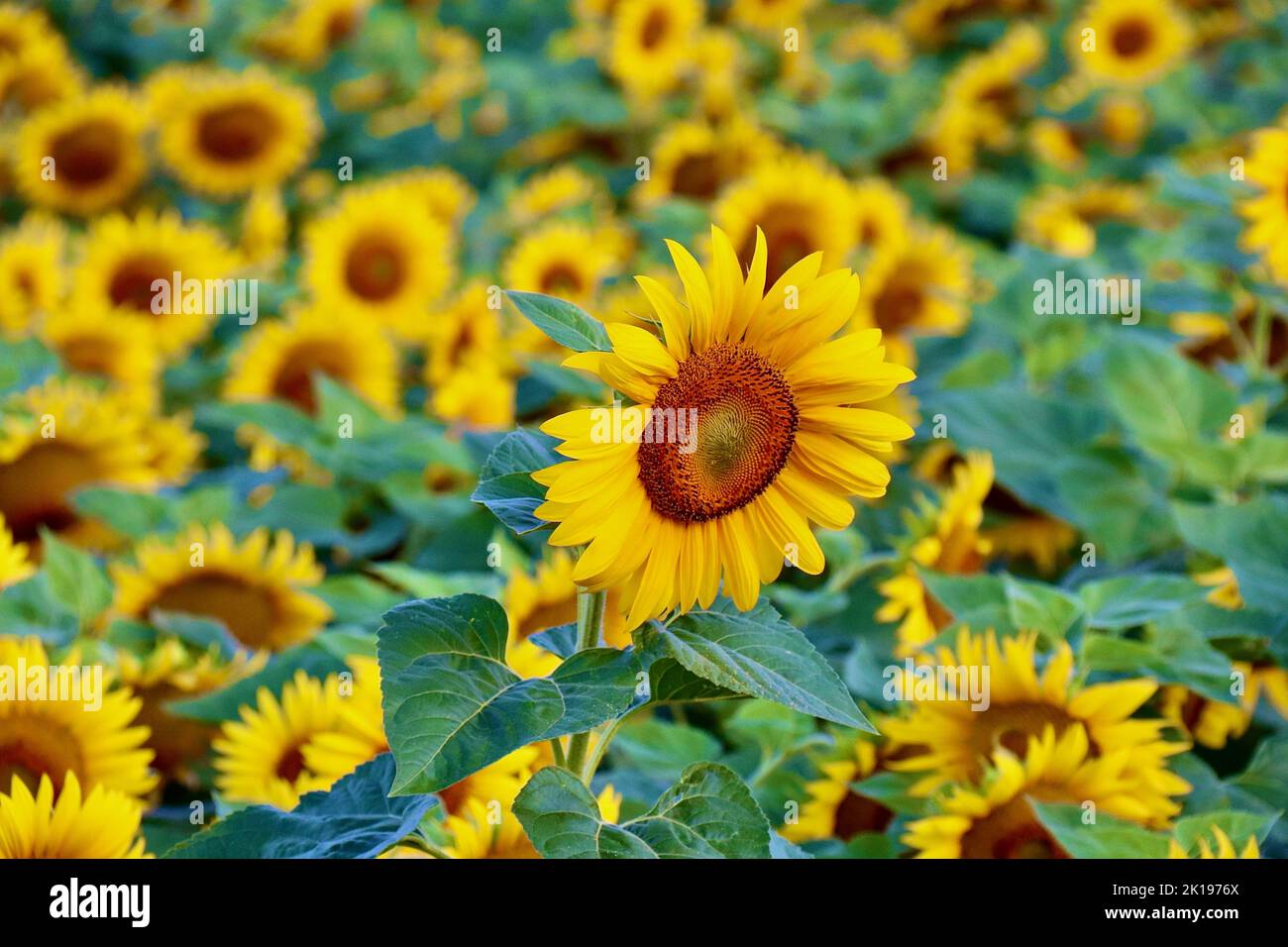 Eine selektive Aufnahme von Sonnenblumen auf dem Feld Stockfoto