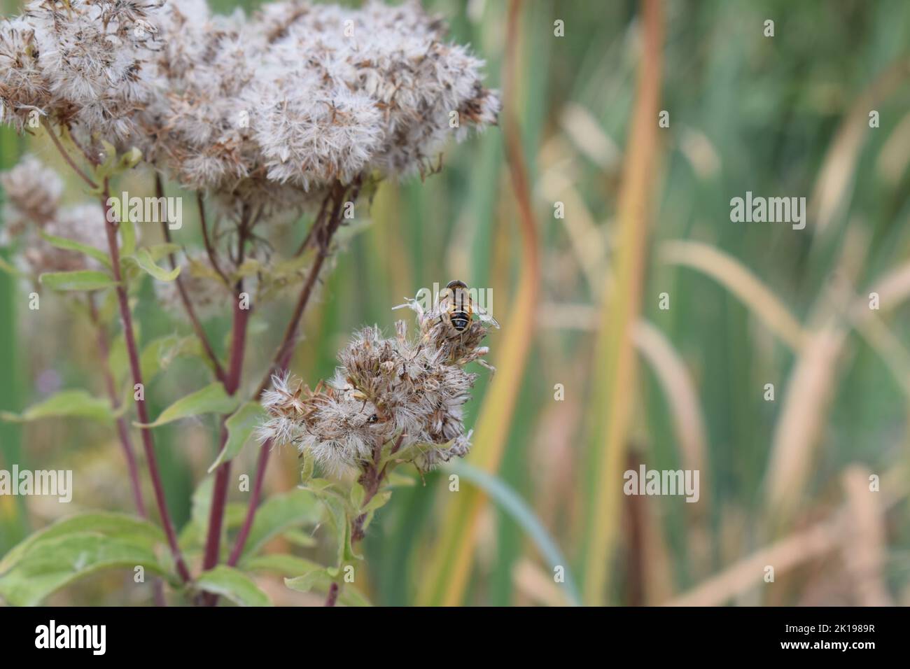 Wilde Biene auf einer Sumpfblume Stockfoto