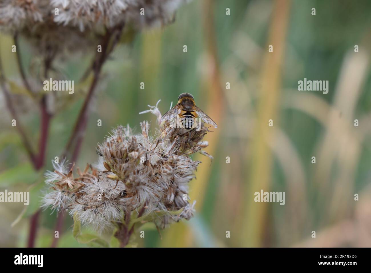 Wilde Biene auf einer Sumpfblume Stockfoto