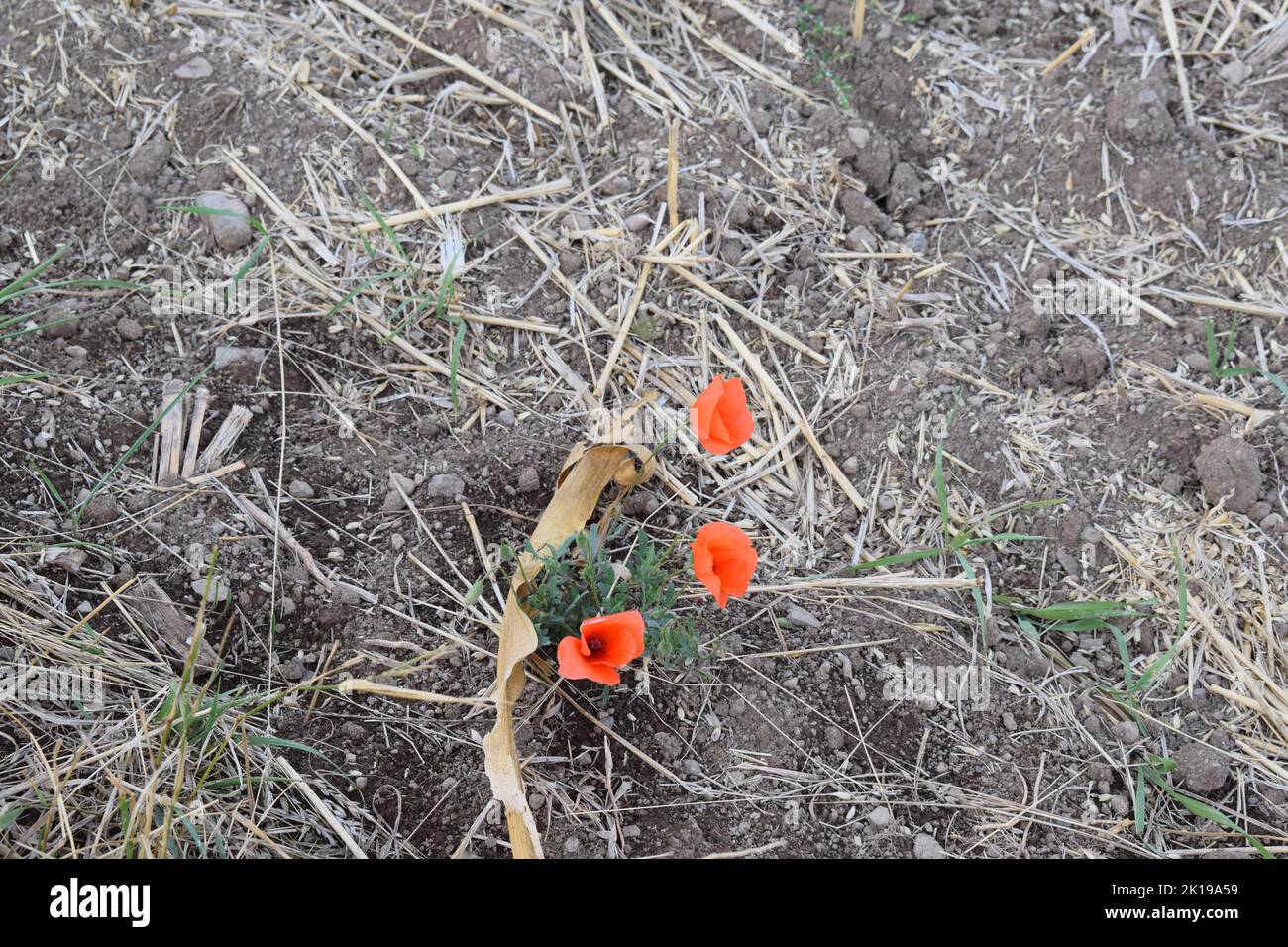 Rot blühenden Mohn Stockfoto