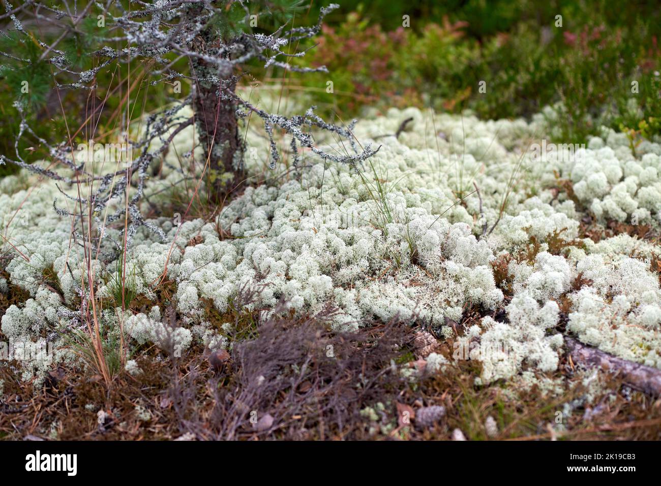 Eine Lichtung aus silbrig-weißer Spitze-Yagel auf der Insel Koyonsaari Stockfoto