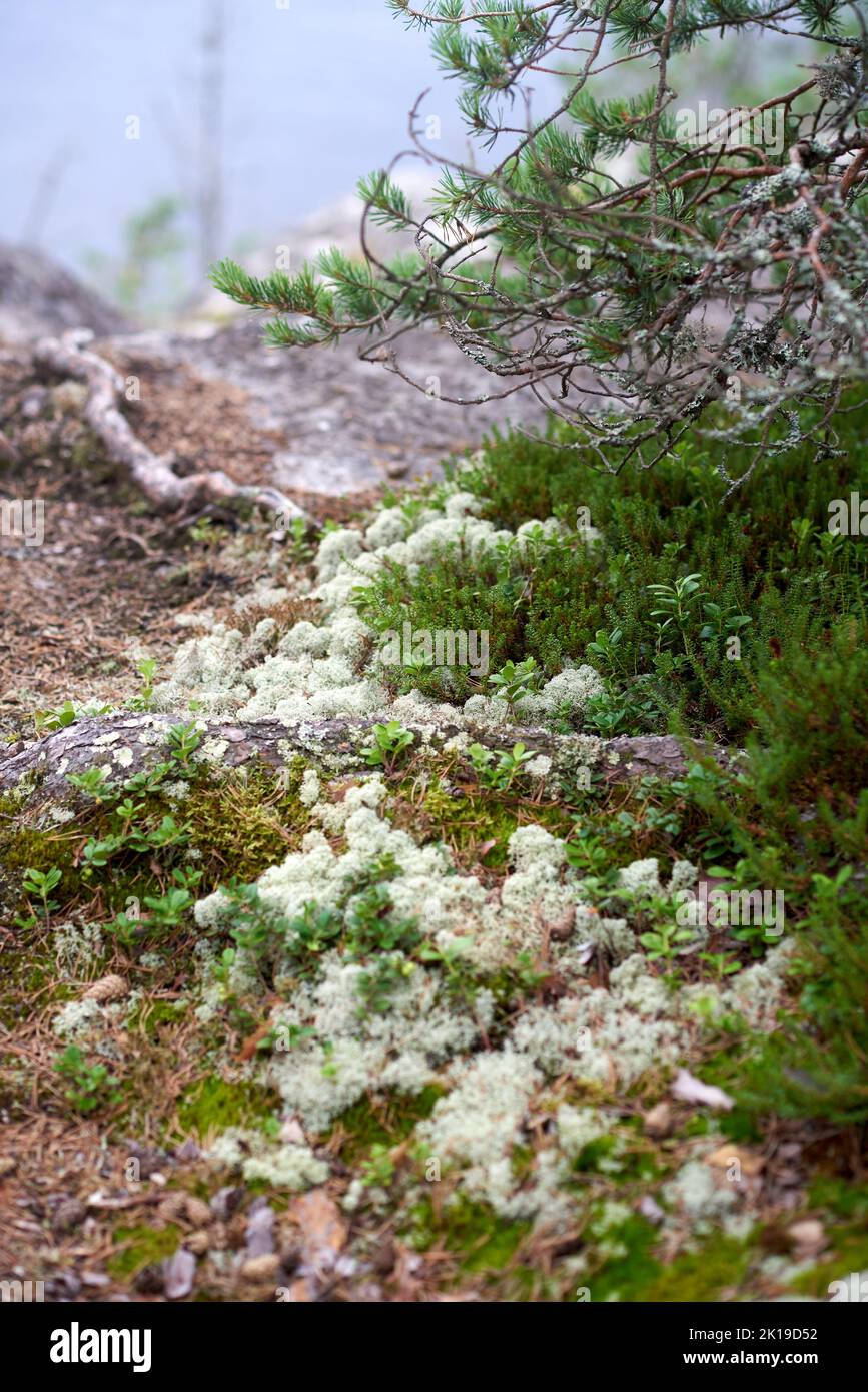 Eine Lichtung aus silbrig weißer Spitze auf dem Felsen auf der Insel Koyonsaari in Karelien Stockfoto