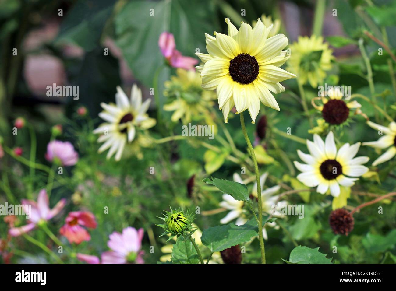 Verworrenes Bett aus Vanille-Eis-Sonnenblumen am Ende der Saison mit einer Sonnenblume, die stolz und perfekt steht. Kew Gardens, England, September Stockfoto