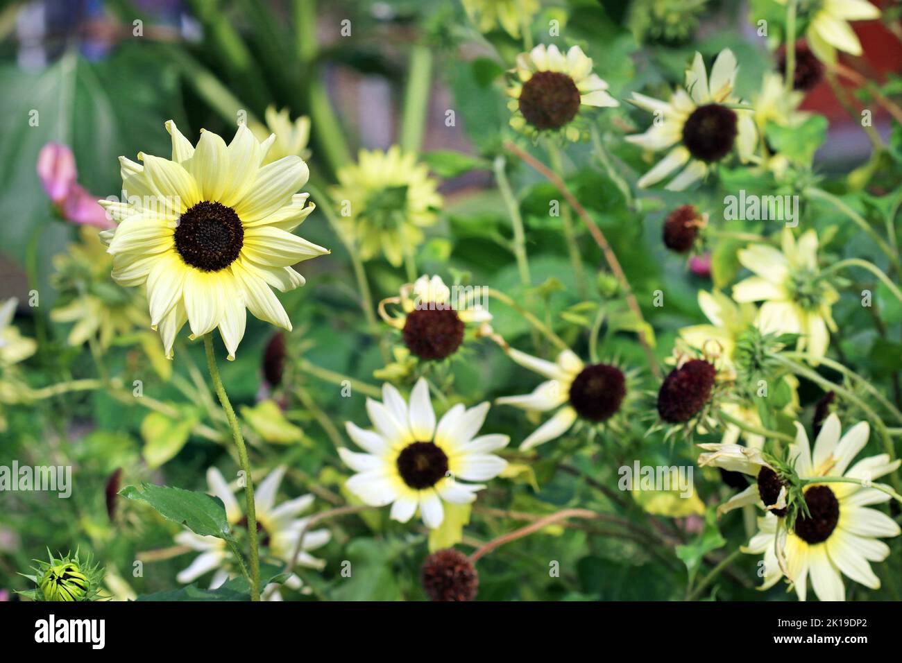 Verworrenes Bett aus Vanille-Eis-Sonnenblumen am Ende der Saison mit einer Sonnenblume, die stolz und perfekt steht. Kew Gardens, England, September Stockfoto
