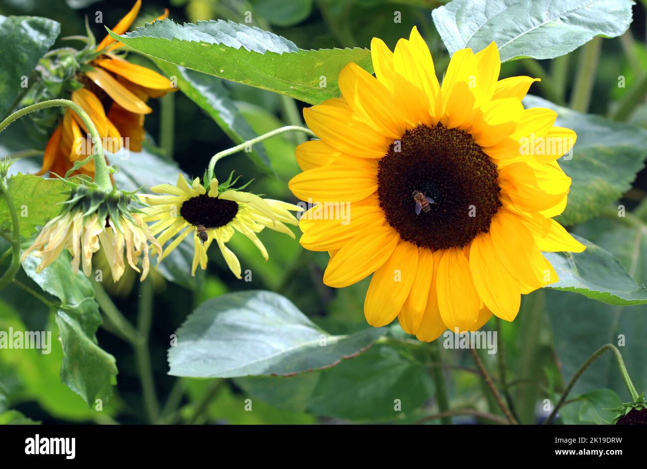 Eine gewöhnliche Sonnenblume (Helianthus annuus) leuchtet noch, während andere Sorten um sie herum welkt haben. The Kitchen Garden, Kew Gardens, Ende September Stockfoto