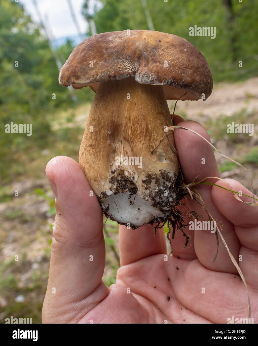 Nahaufnahme von Boletus Edulis Pilzen, die von einem Pilzsammler in der Hand gehalten werden. Stockfoto