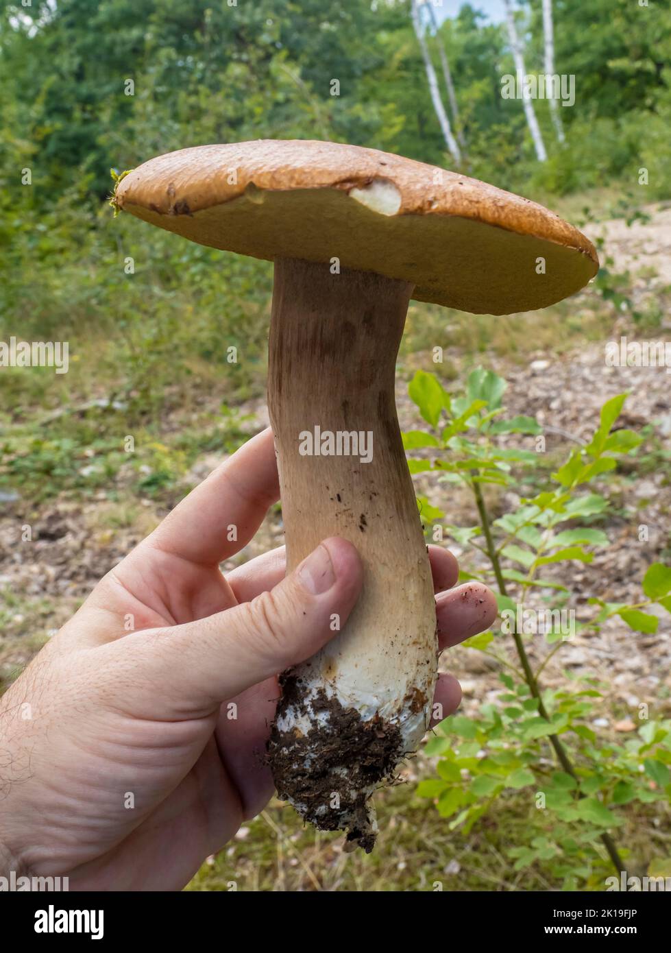 Nahaufnahme von Boletus Edulis Pilzen, die von einem Pilzsammler in der Hand gehalten werden. Stockfoto