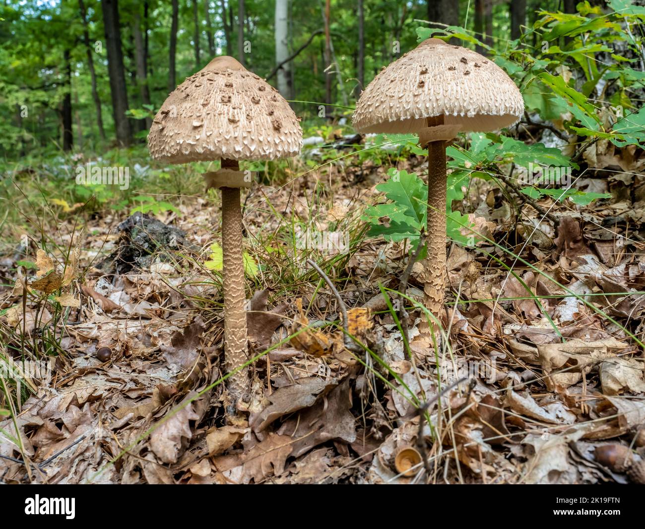 Nahaufnahme des Sonnenschirmpilzes (Macrolepiota procera) auf natürlichem Waldhintergrund. Es ist ein essbarer Pilz, sehr lecker. Stockfoto