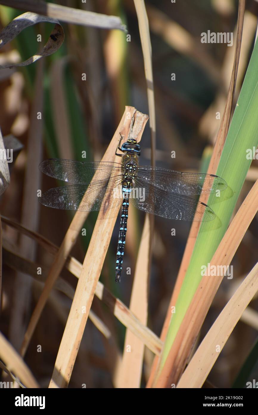 Blauer, knapper Verfolger Stockfoto