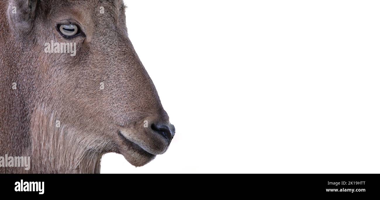 Kopf und Hörner einer wilden Ziege auf weißem Hintergrund. Porträt eines wilden Tieres. Stockfoto