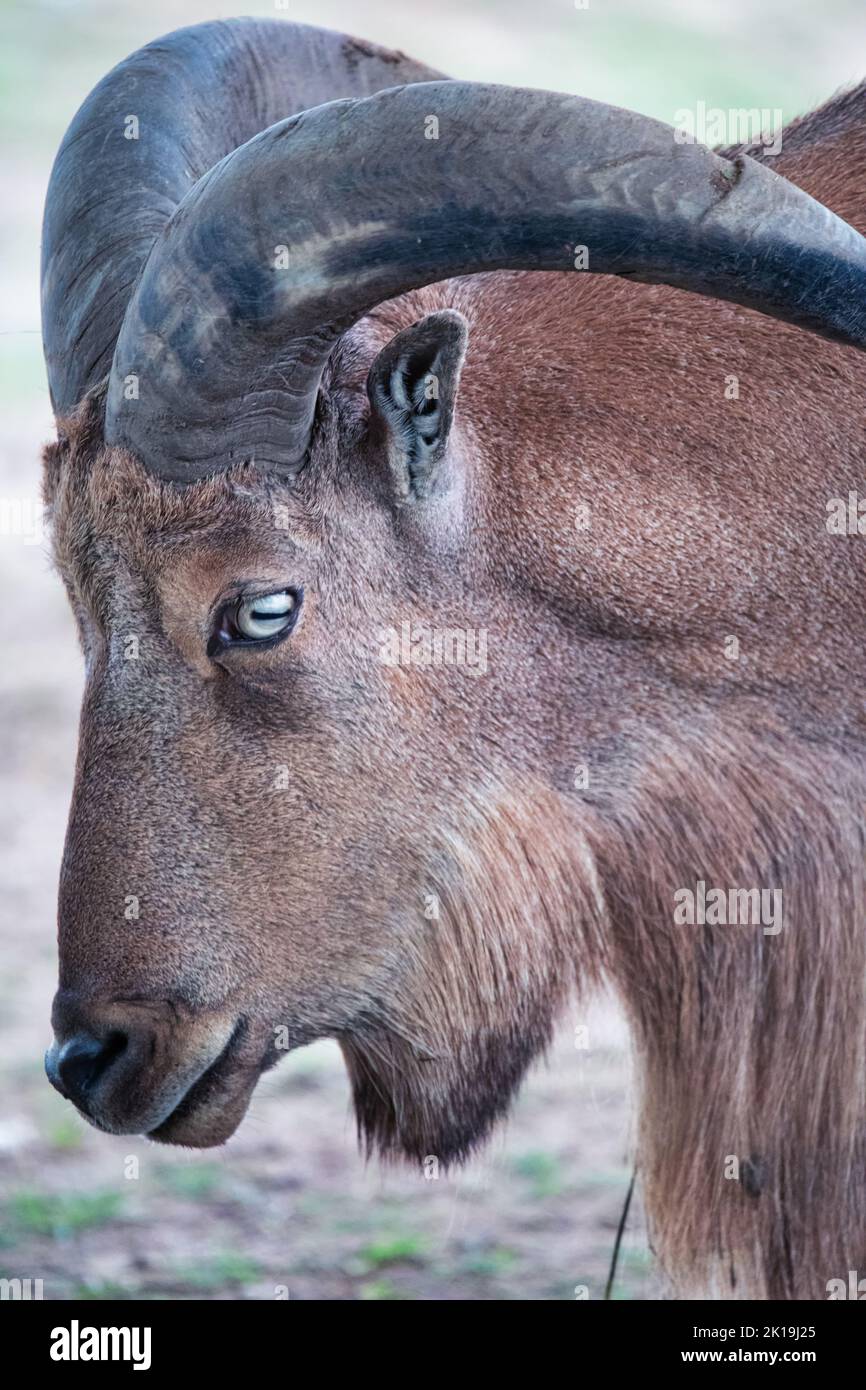 Kopf und Hörner einer wilden Ziege aus der Nähe. Porträt eines wilden Tieres. Stockfoto