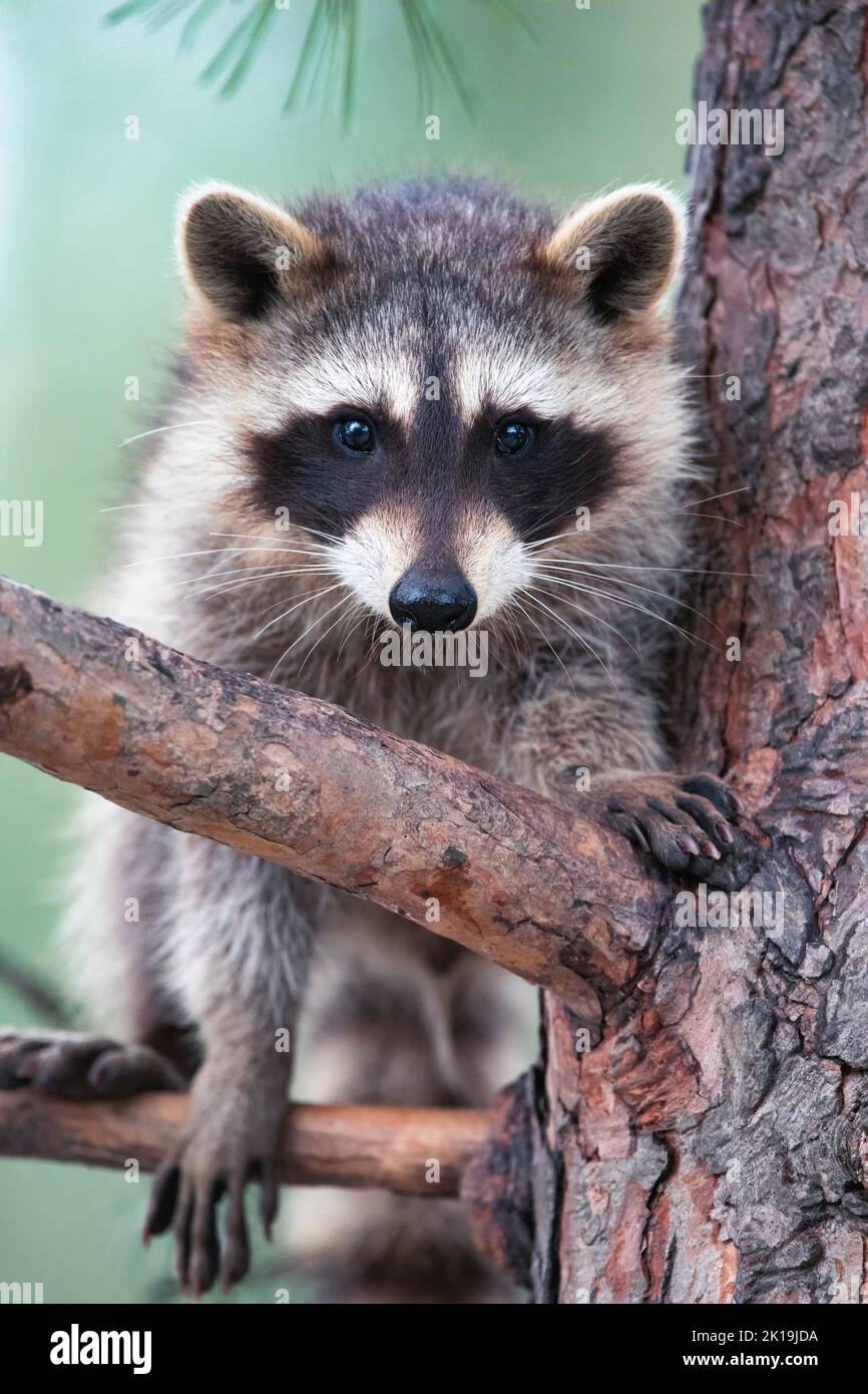 Waschbär auf einem Ast. Ein wildes Tier lebt unter natürlichen Bedingungen. Nahaufnahme mit selektivem Fokus. Stockfoto