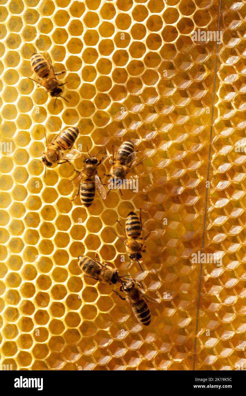 Bienen auf dem Kamm schaffen neue Zellen für Honig Stockfoto