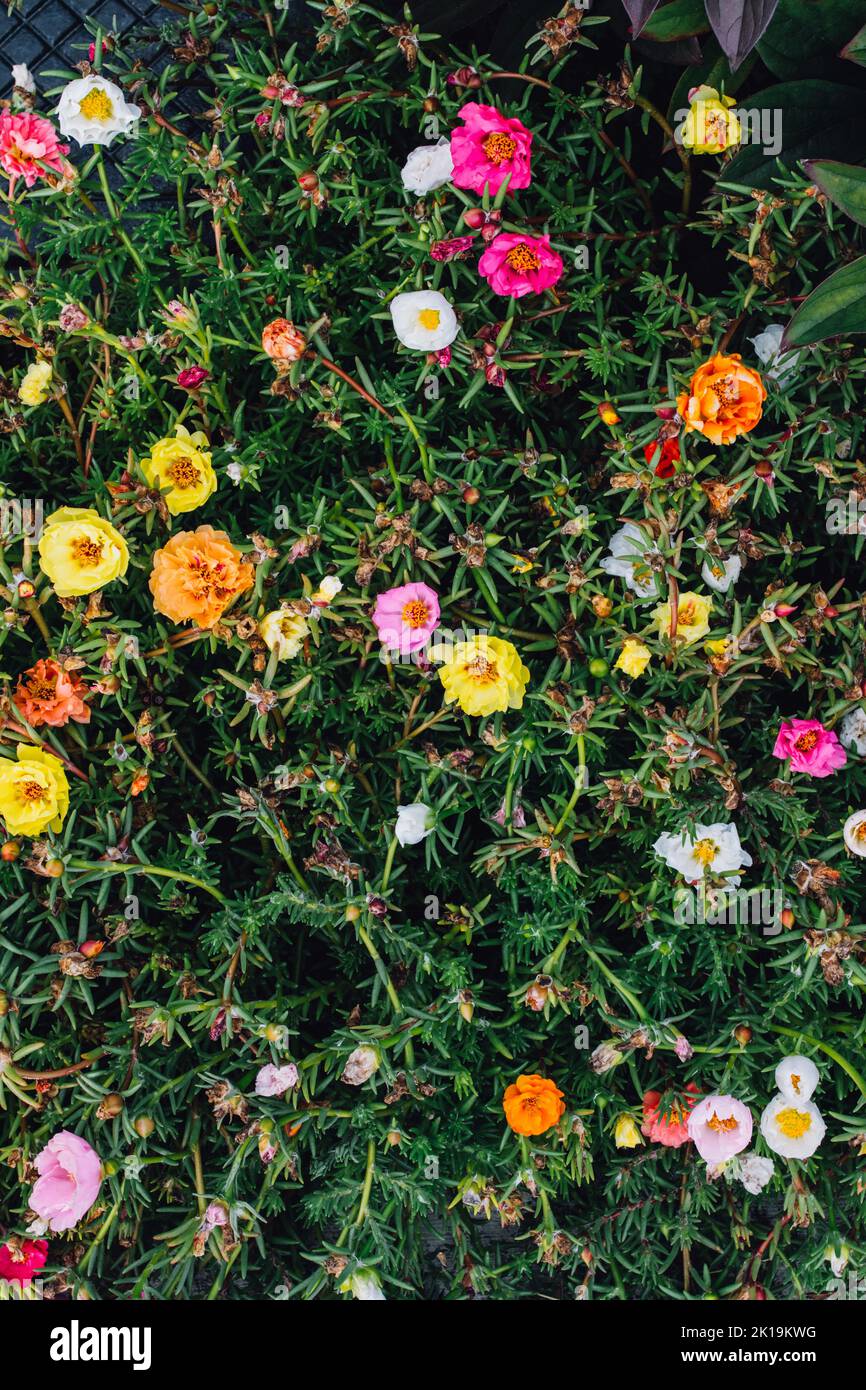 Bunte Moosrose, Portulaca grandiflora, Blüten in gelb, orange, magenta, Rosa, weiß Stockfoto