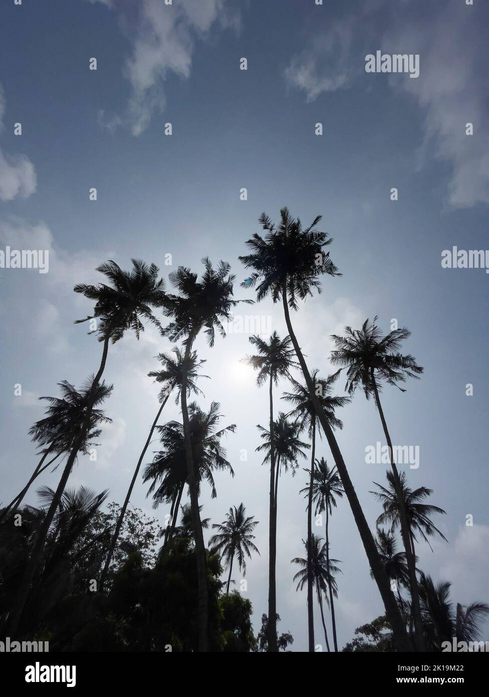 Exotische Palmen Silhouetten mit abendlichen Sonnenstrahlen übersät. Bild des vertikalen Konzepts der tropischen Länder. Stockfoto