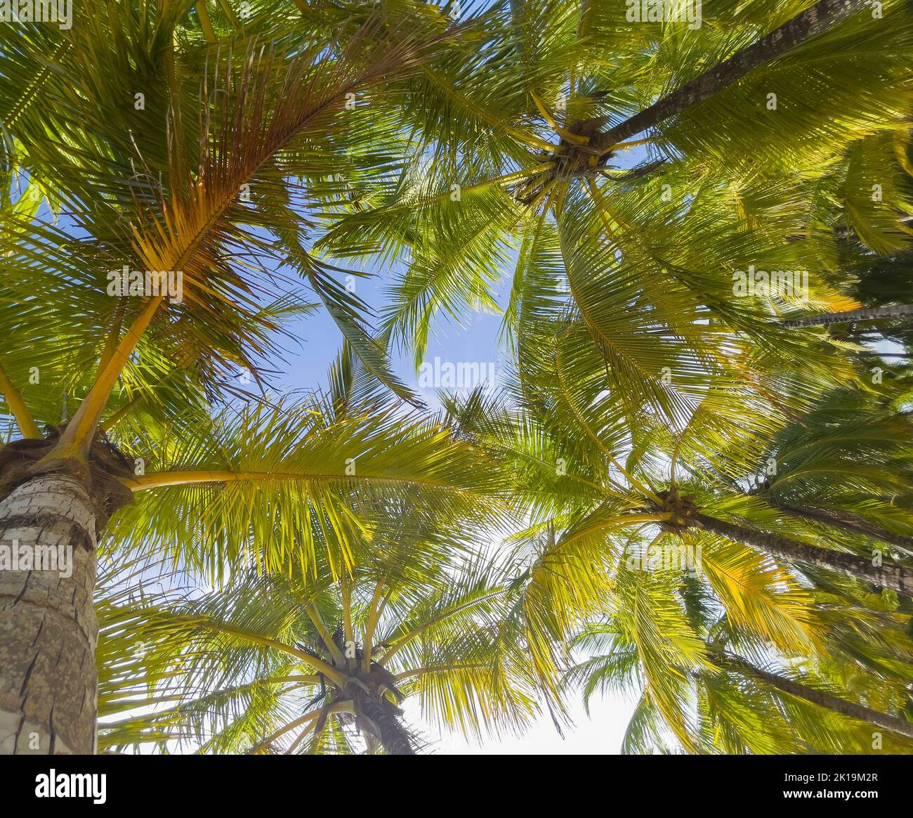 Unter den Kokospalmen Äste Bäume Hintergrund. Lying Human POV – exotisches Urlaubskonzept-Video. Stockfoto