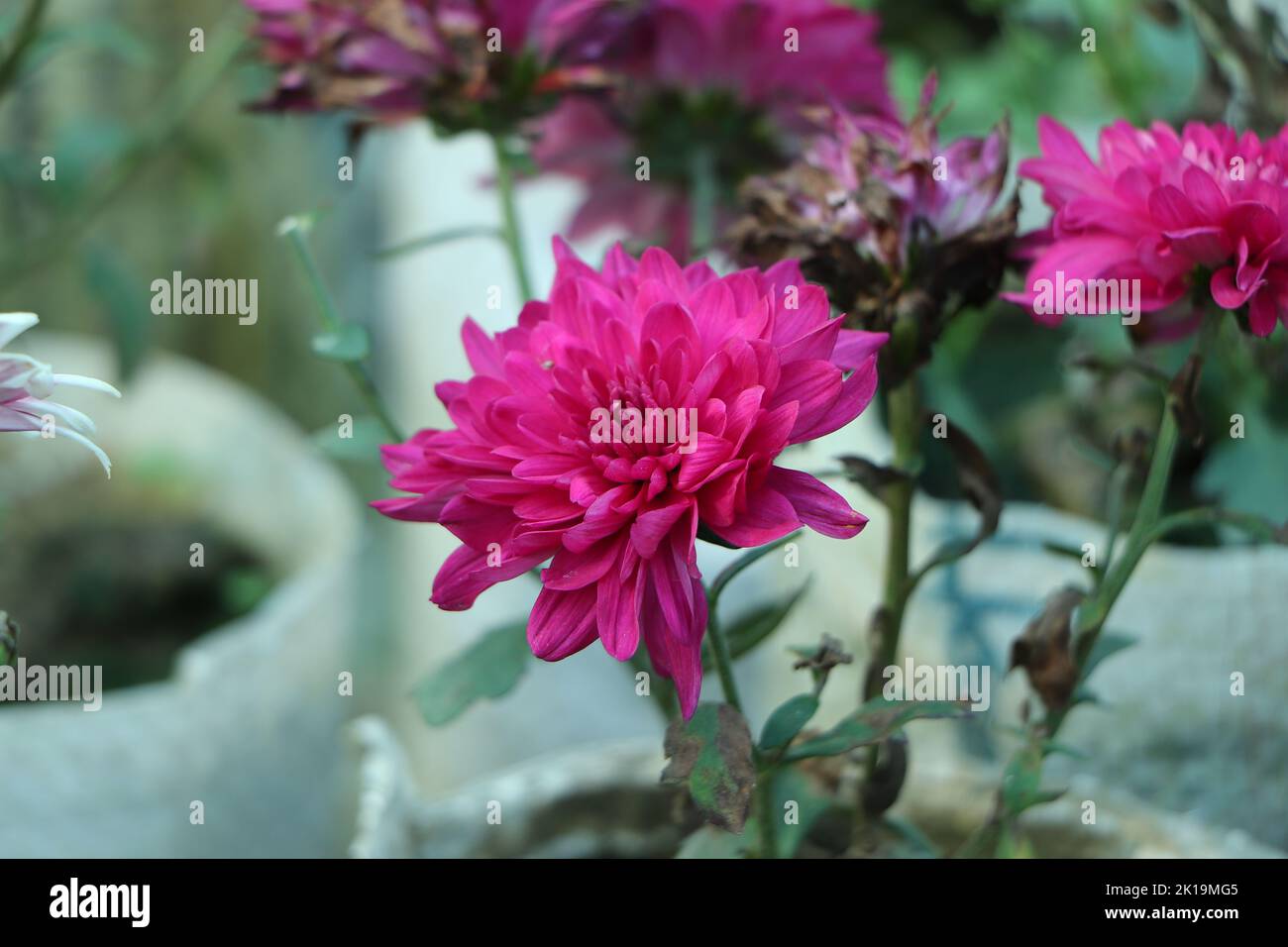 Dahlia blauer Junge, Dahlia Blumen, lila Blume Stockfoto