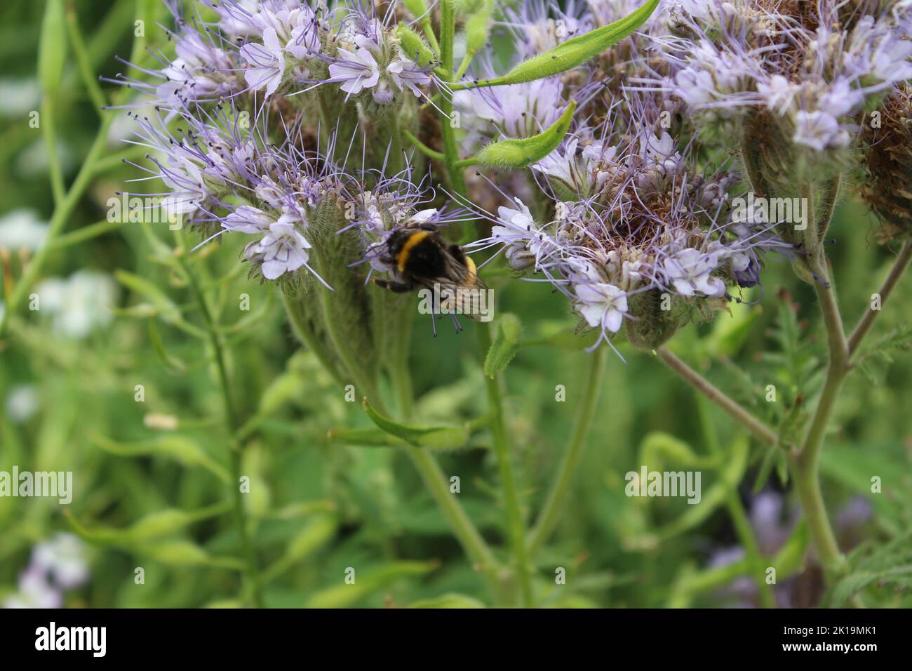 Eine Biene auf Wildblumen. Frühlingswiese. Bienen bestäuben eine Wildblume. Staubgefäß und Pistill. Grün im Hintergrund. Üppiges Laub. Makrofotografie. Stockfoto