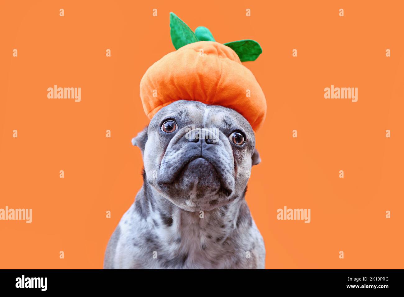 Lustige französische Bulldogge mit Halloween Kürbis Hut auf orangefarbenem Hintergrund Stockfoto