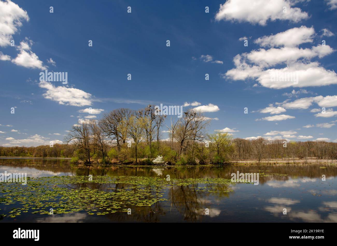 A Heron Rookery befindet sich in Kent Lake in Kensington Metroparkl, Oakland County, Michigan Stockfoto