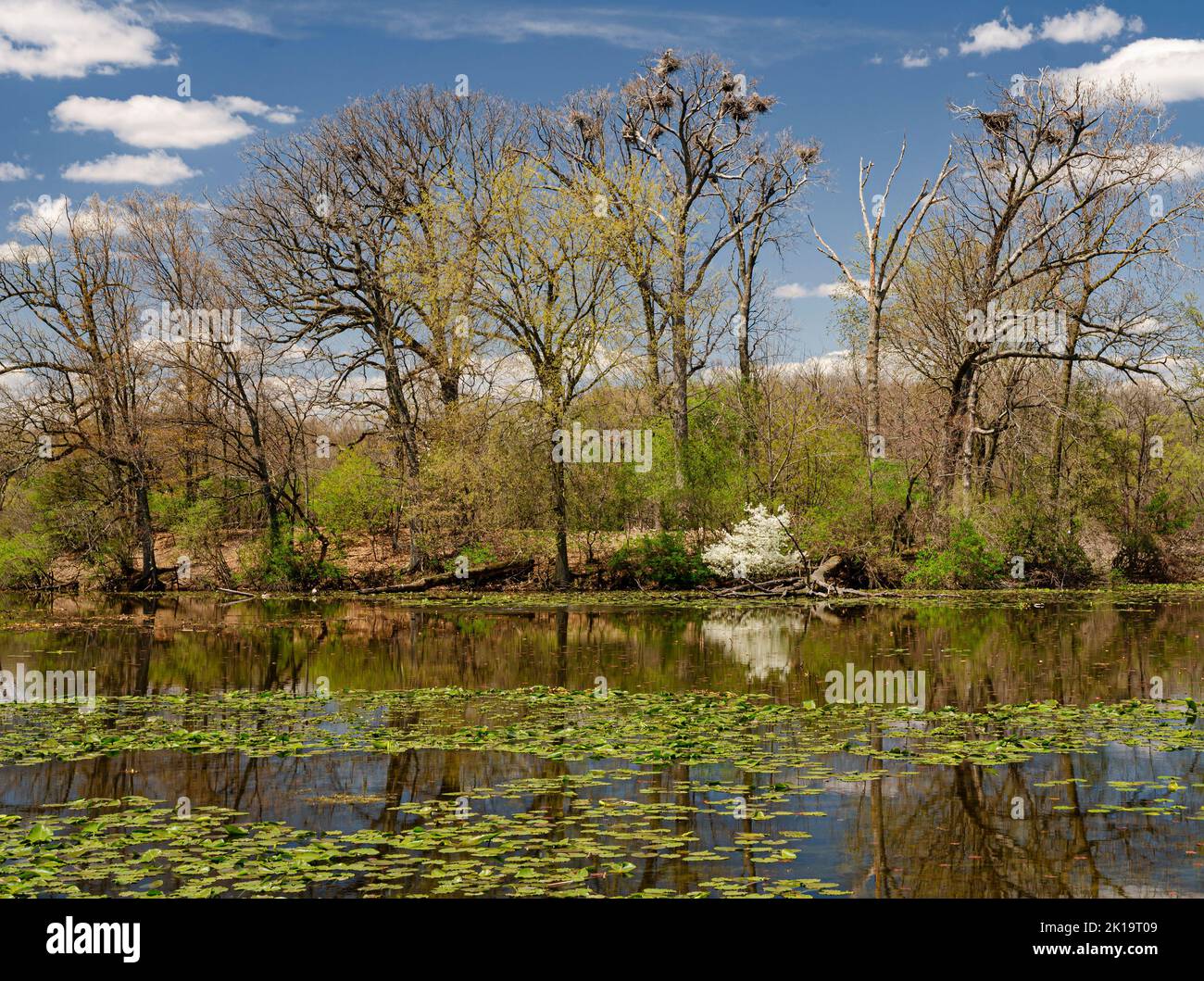 heron Rookery liegt auf einer Insel am Wildwing Lake im Kensington Metropark, Oakland County, Michigan, inmitten von Bäumen Stockfoto