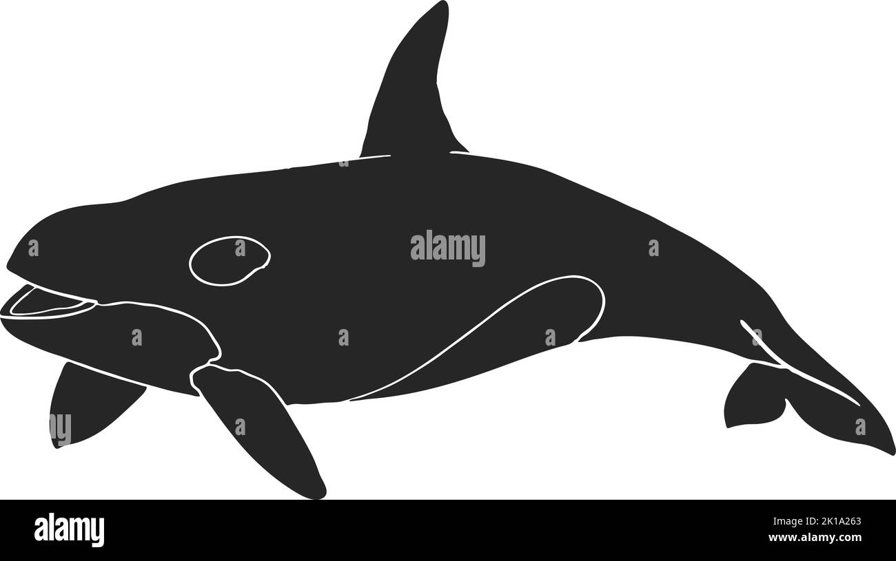 Handgezeichnete Vektorgrafik für Killerwal-Orca Stock Vektor