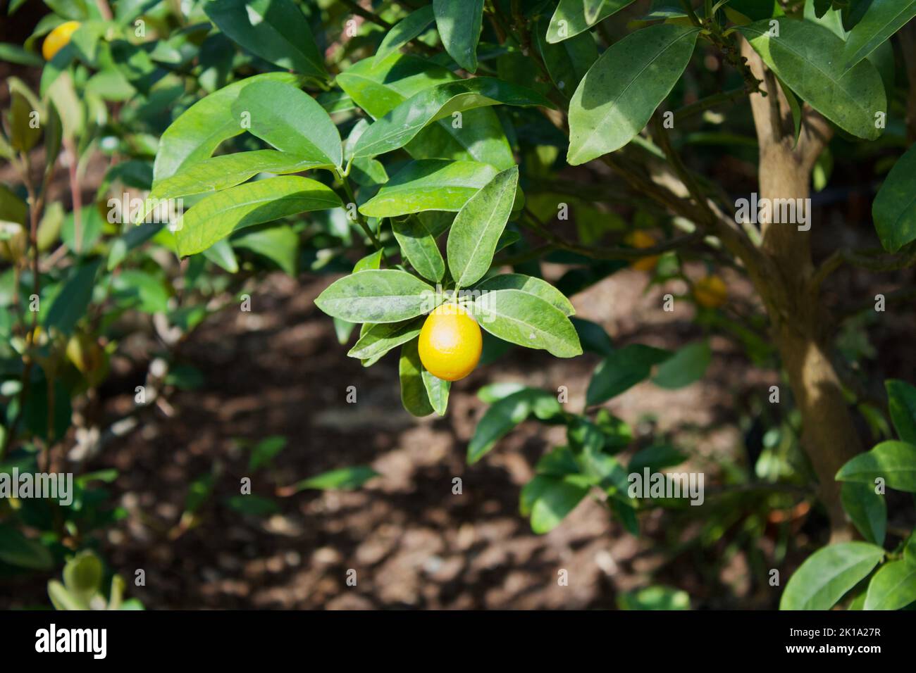 Kleine Zitrone auf dem Baum Stockfoto