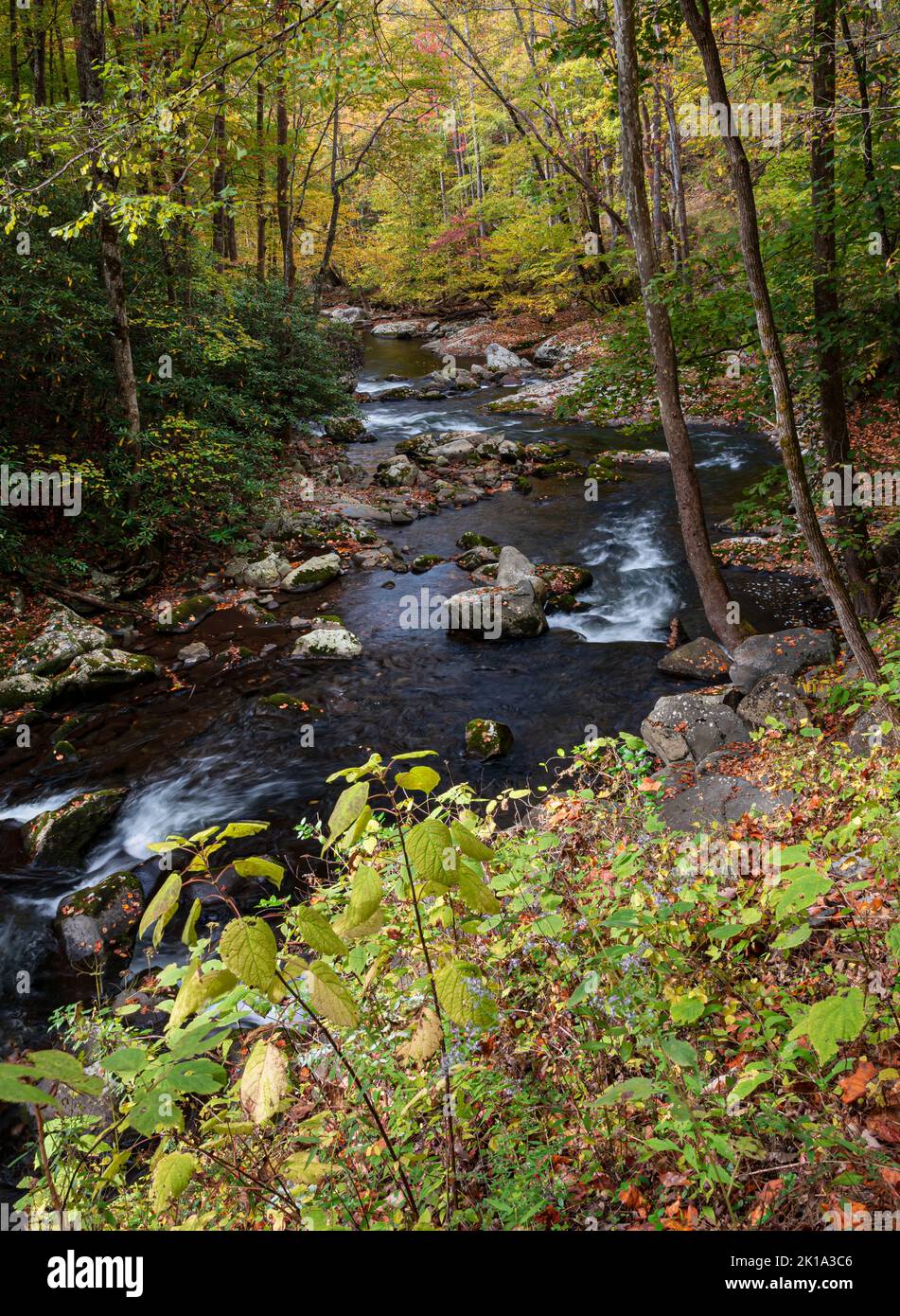 Herbstliche Farbe kommt in den mittleren Prong des Little River im Great Smoky Mountains National Park, Blount County, Tennessee Stockfoto