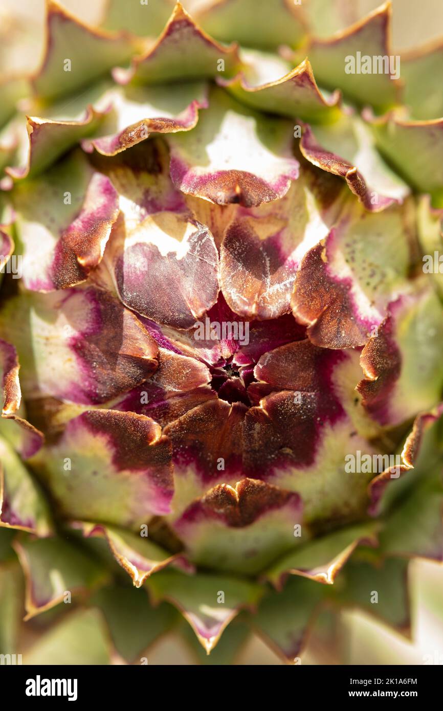 Nahaufnahme der natürlichen Stillzeit von Cardoon, Cynaro cardunculus Stockfoto