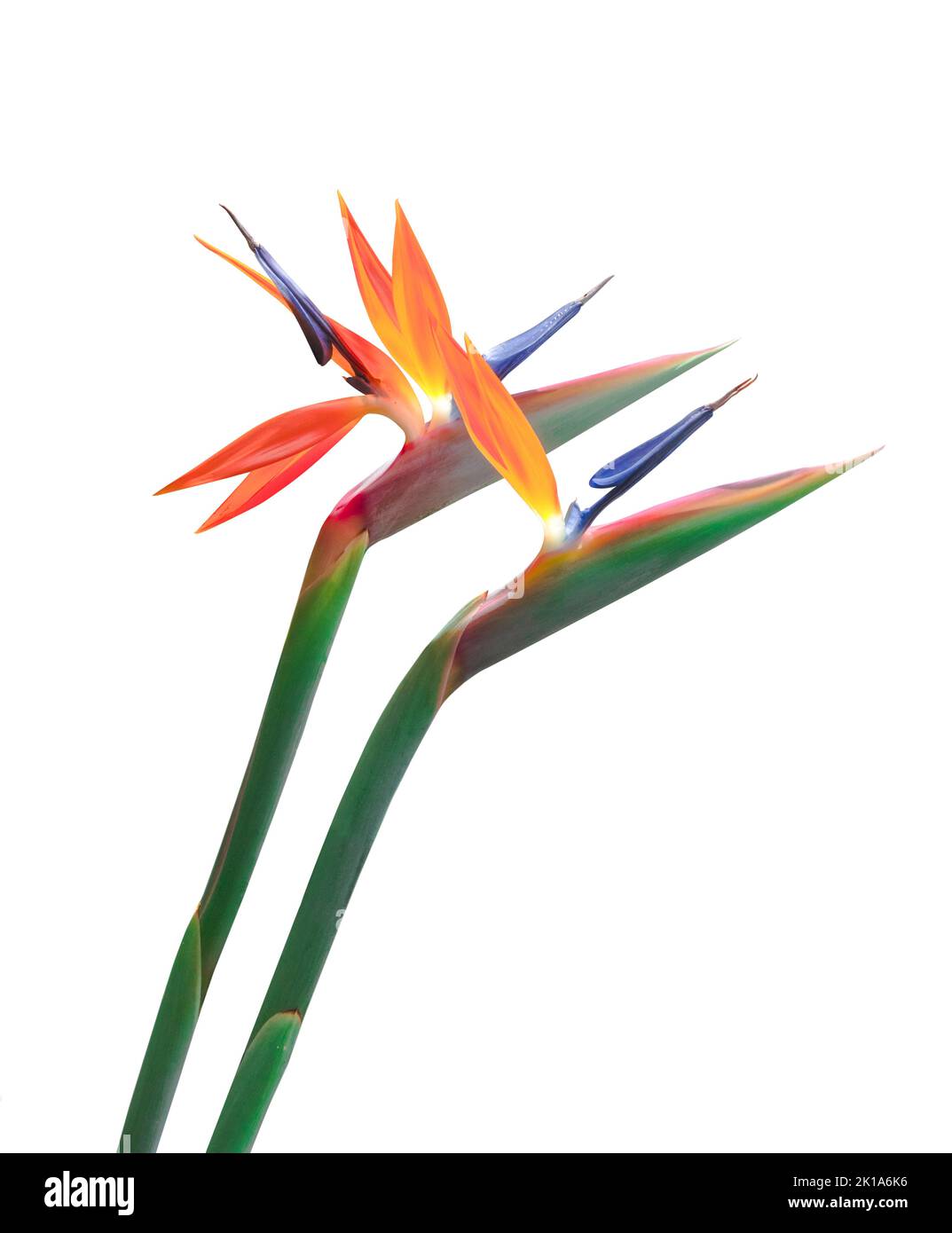 2 farbenfrohe Paradiesvögel Blumen lange Stängel auf weißem Grund isoliert ausgeschnitten Stockfoto