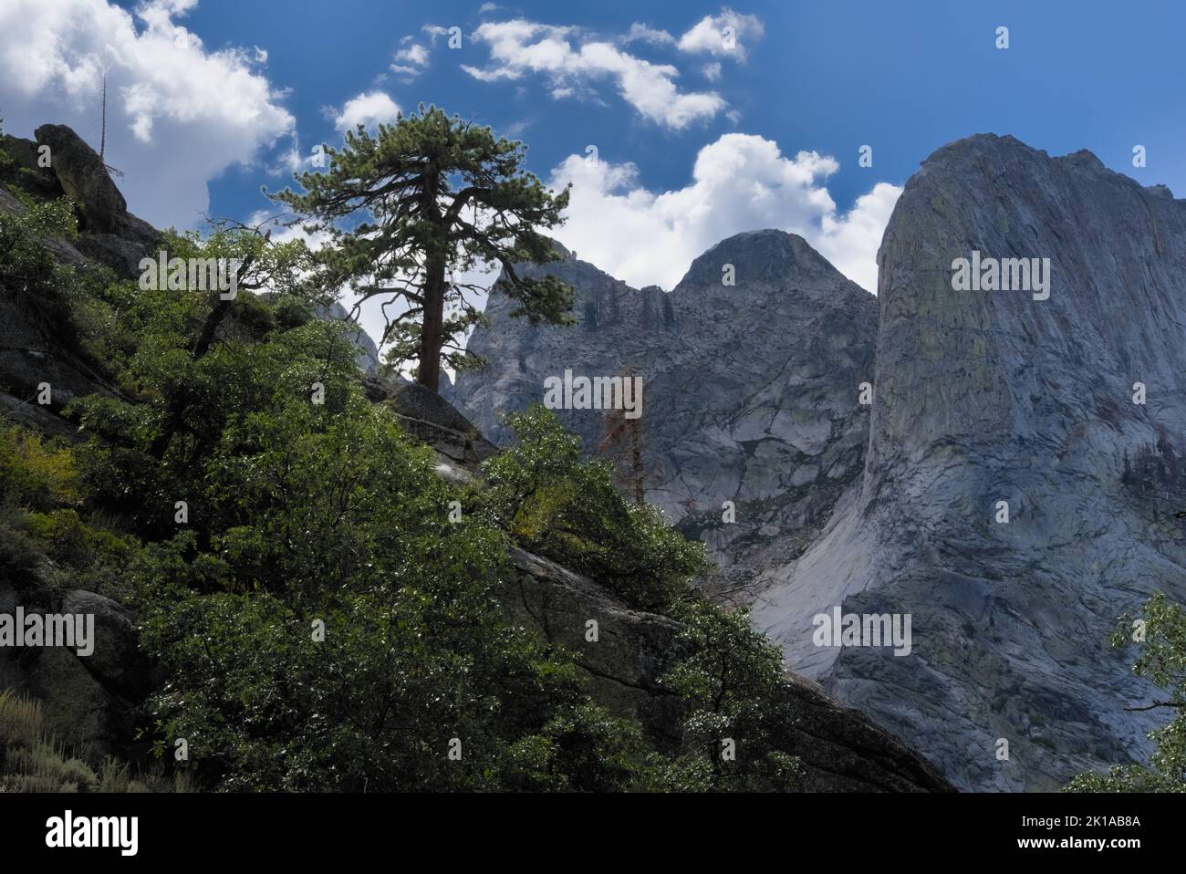 Eine Kiefer wächst vom Felsberg entlang des hohen sierra Trail mit dem blauen Himmel und weißen Wolken. Stockfoto