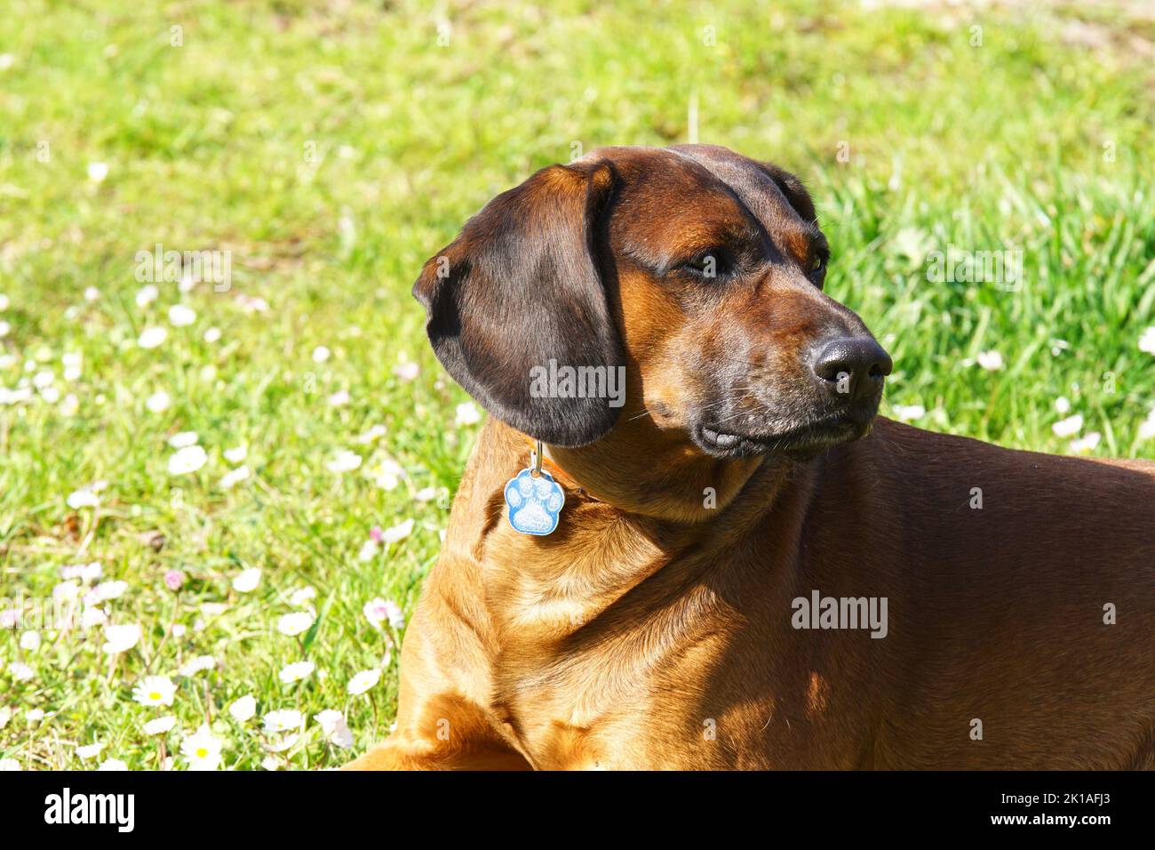 Bayerischer Gebirgsschweißhund Gismo Stockfoto