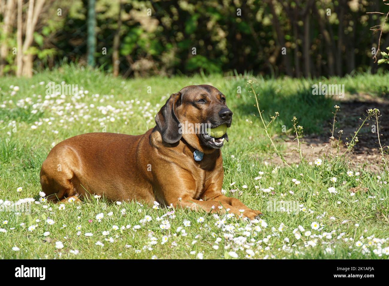 Bayerischer Gebirgsschweißhund Gismo Stockfoto