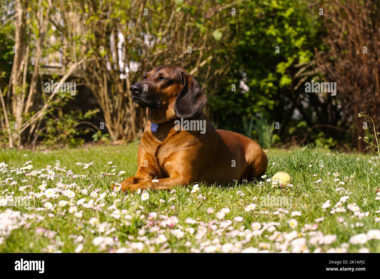 Bayerischer Gebirgsschweißhund Gismo Stockfoto