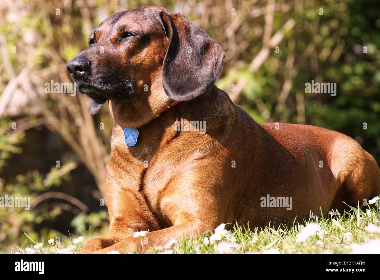 Bayerischer Gebirgsschweißhund Gismo Stockfoto