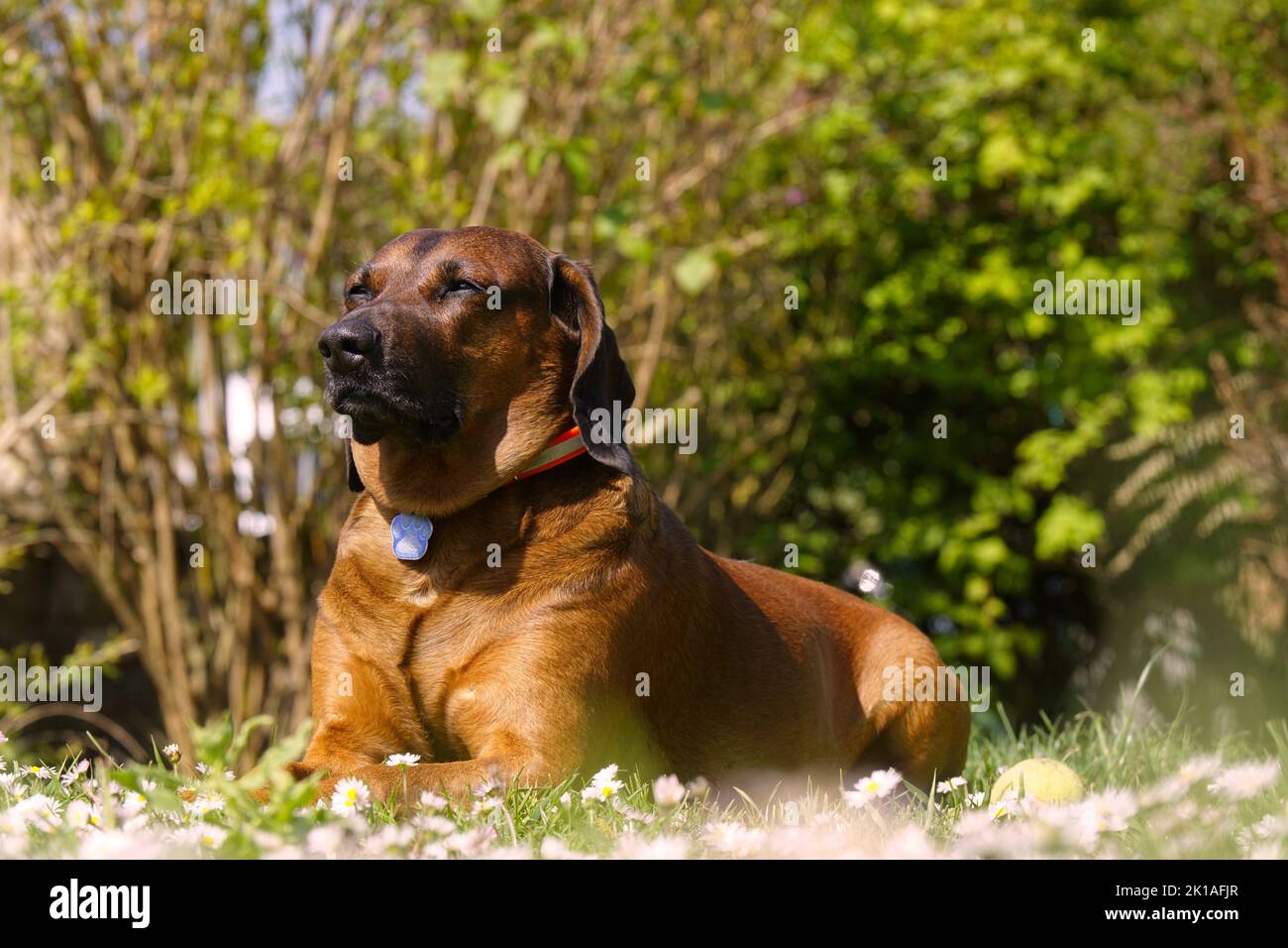 Bayerischer Gebirgsschweißhund Gismo Stockfoto