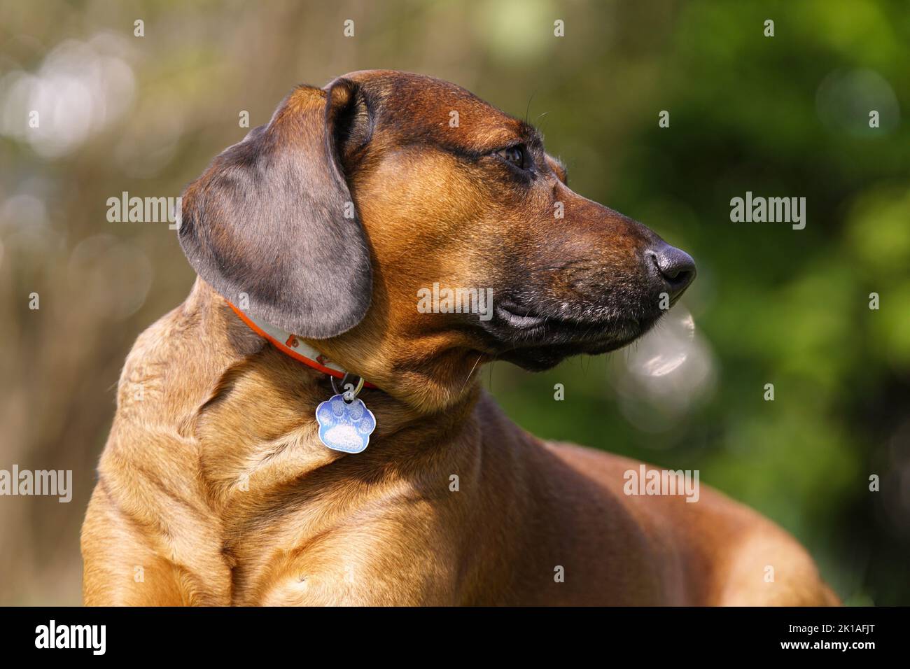 Bayerischer Gebirgsschweißhund Gismo Stockfoto