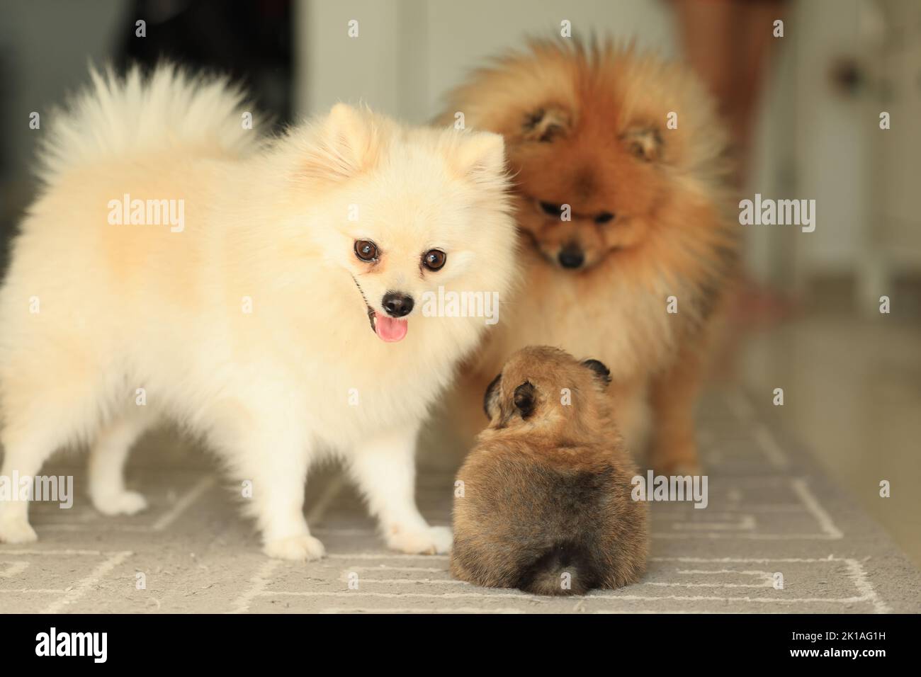 Familie von Hunden. pommersche Mutter, Vater und Welpe Stockfoto
