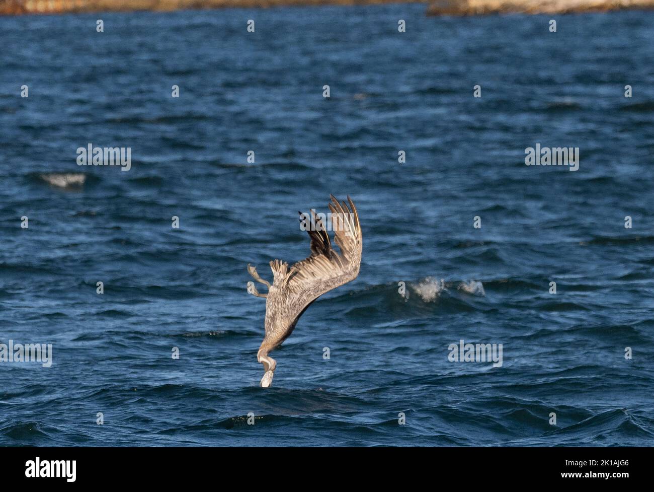 Brauner Pelikan (Pelecanus occidentalis) im Flug, der ins Wasser taucht. 4 von 4 Stockfoto