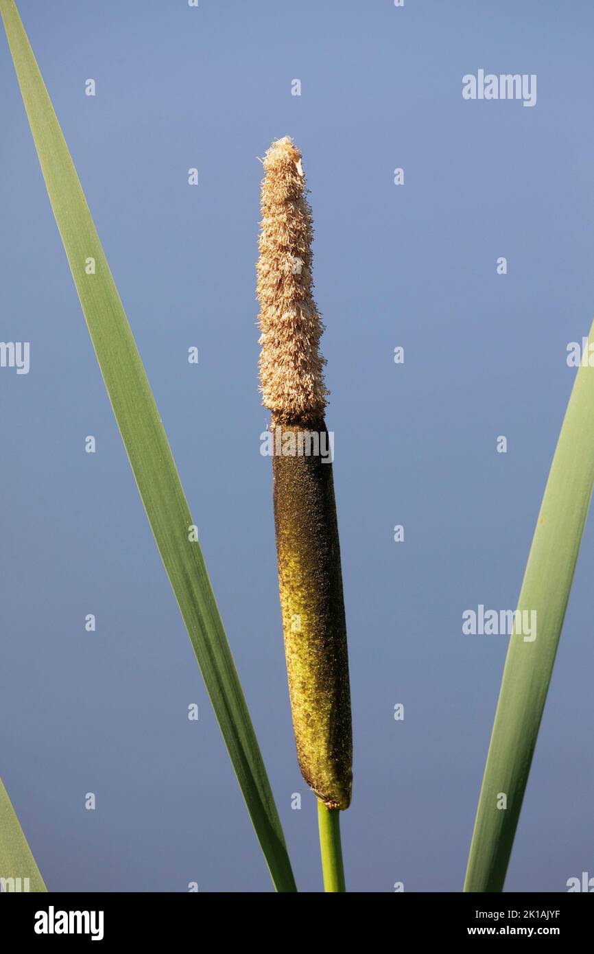 Gewöhnlicher Cattail-Blütenstand mit männlichen und weiblichen Blüten (Typha latifolia) Stockfoto