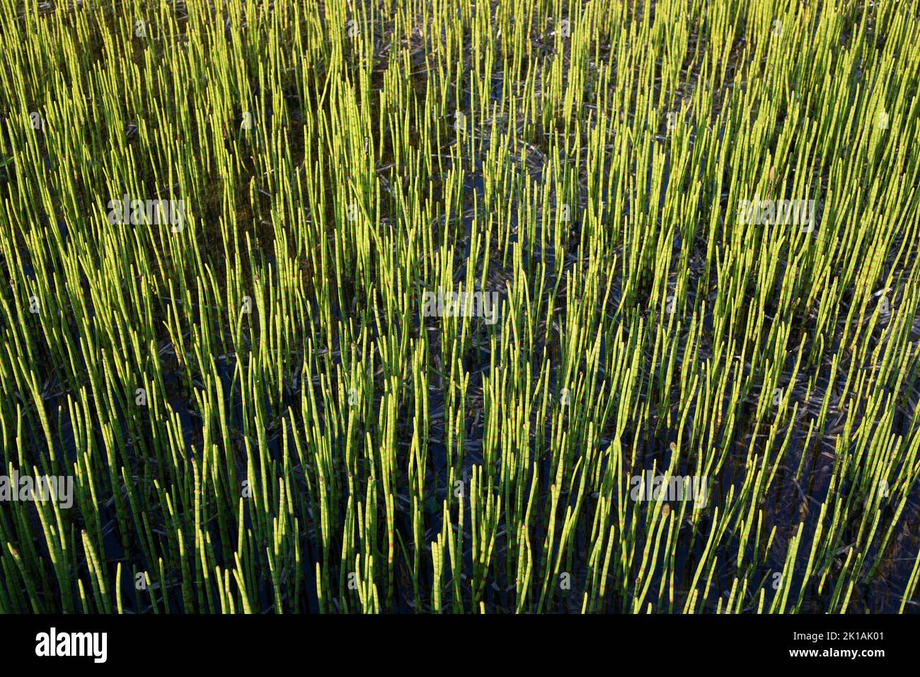 Equisetum Pflanzen wachsen in einem Feuchtgebiet, Weaselhead Flats, Calgary, Kanada Stockfoto