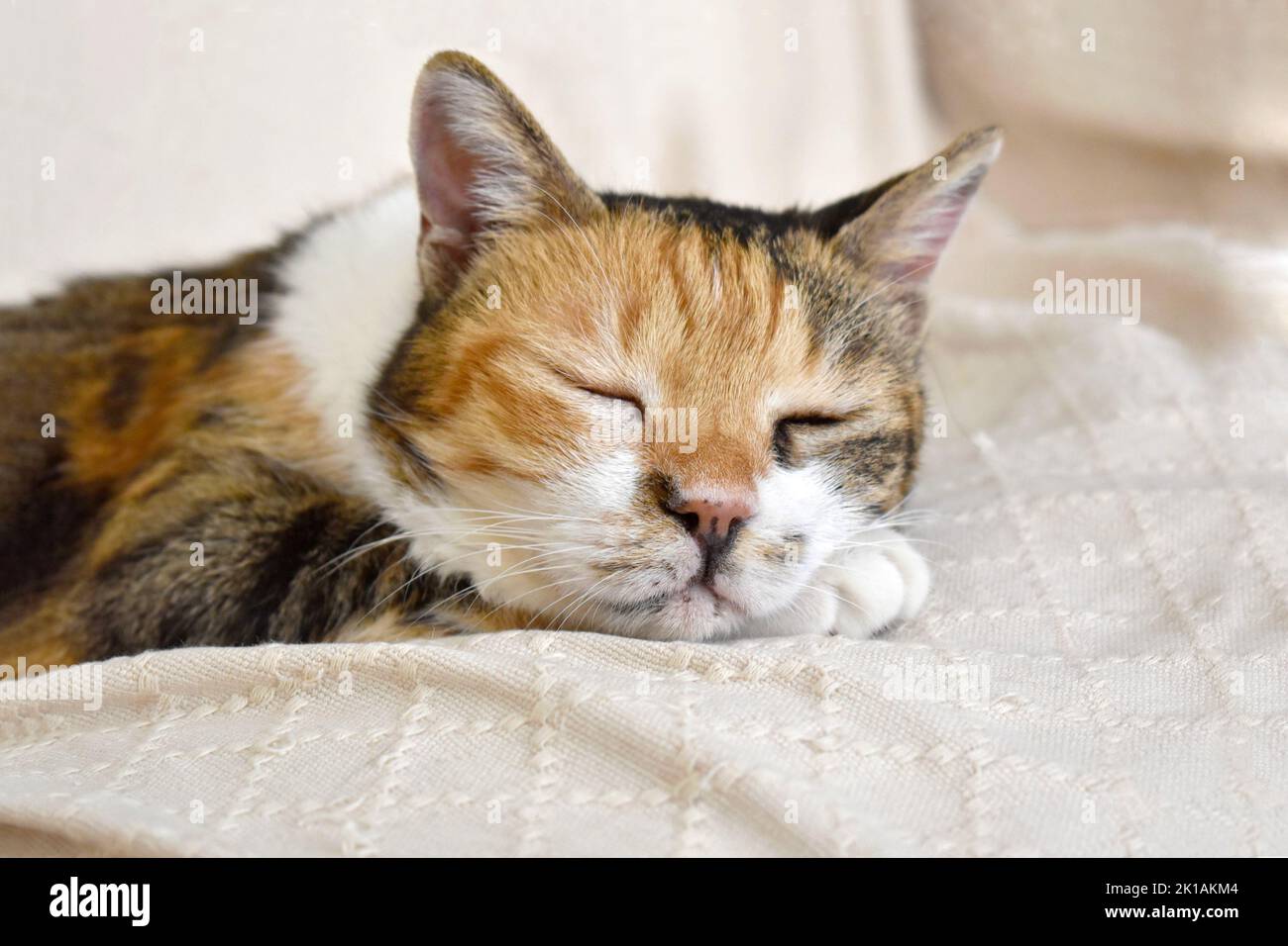 Calico Katze schläft auf dem Sofa zu Hause. Stockfoto