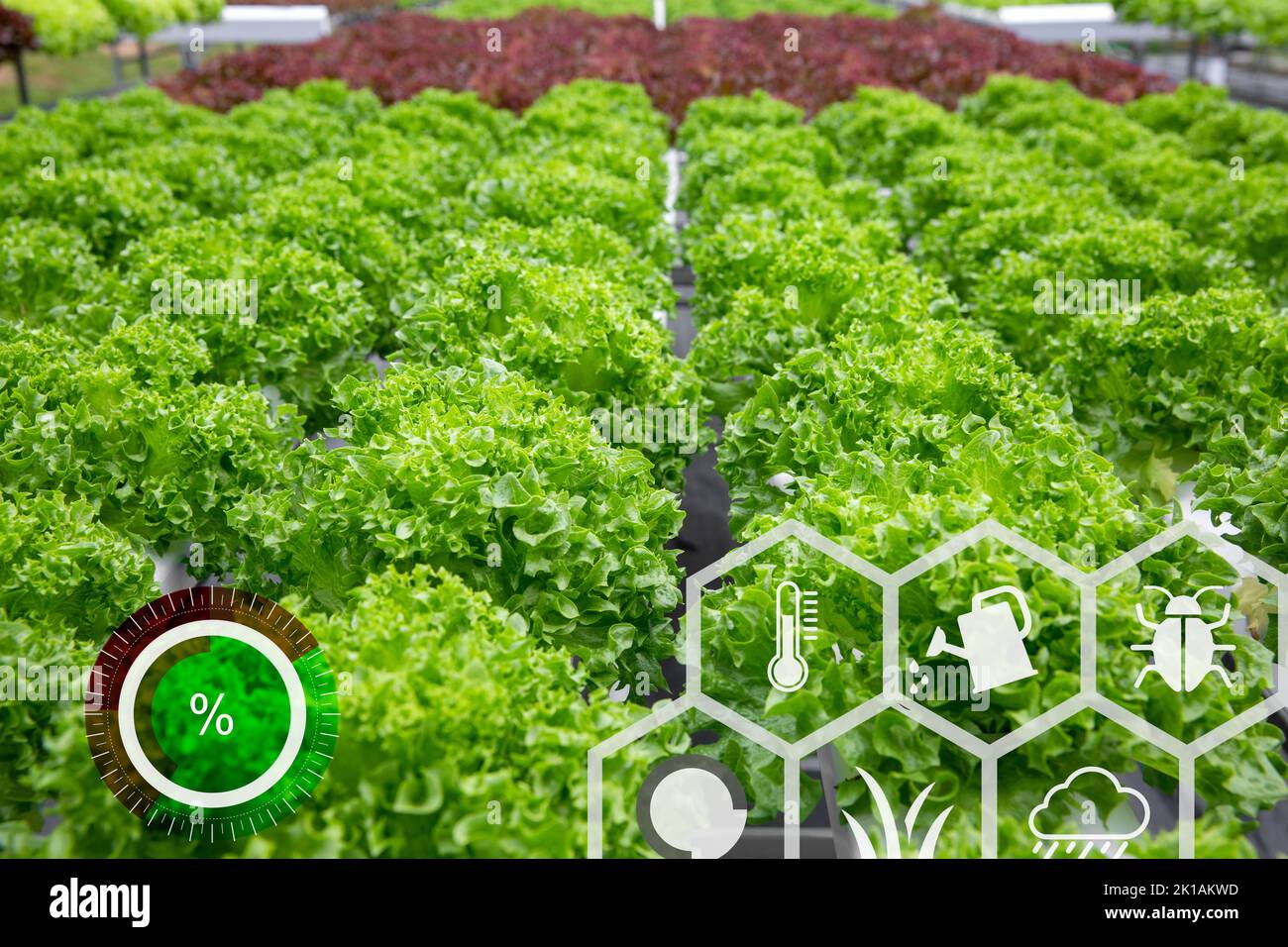 Landwirt mit Computersteuerung für die Verwaltung, Überwachung und Detektion mit dem Sensor in der Gemüsefarm. Stockfoto
