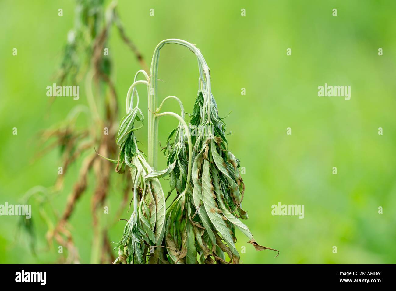 Fusarium verwelkt die Krankheit von Cannabis auf dem Feld, die durch Pilze und Übergießen verursacht wird. Stockfoto