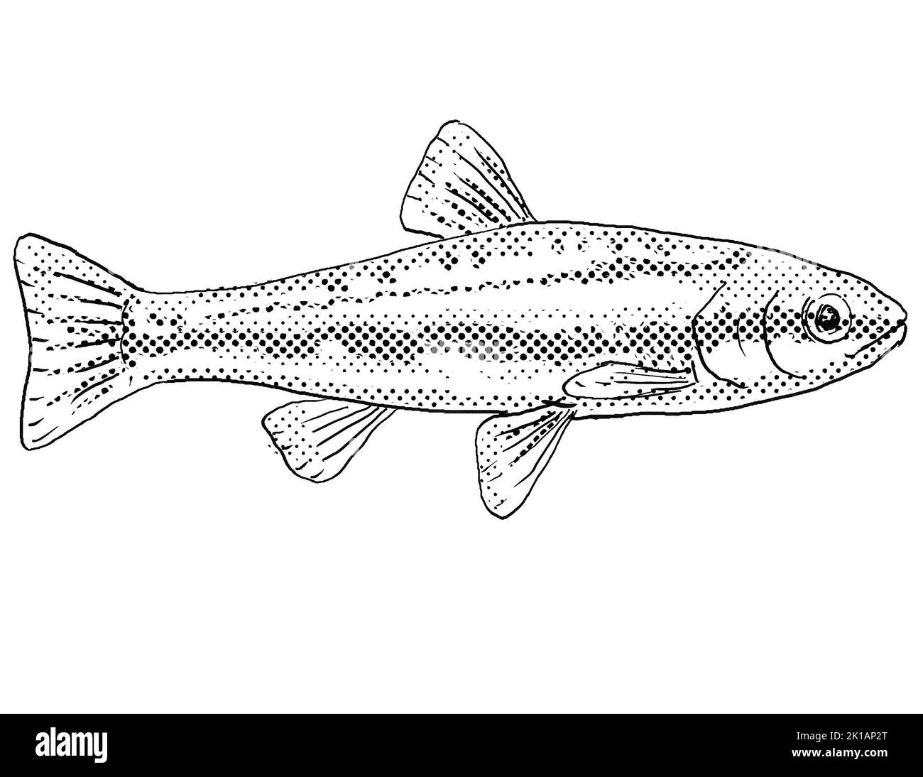 Cartoon-Stil Linienzeichnung eines Laurel-Dace oder Chrosomus saylori, ein Süßwasserfisch endemisch in Nordamerika mit Halbtonpunkten Schattierung auf isolierten BA Stockfoto